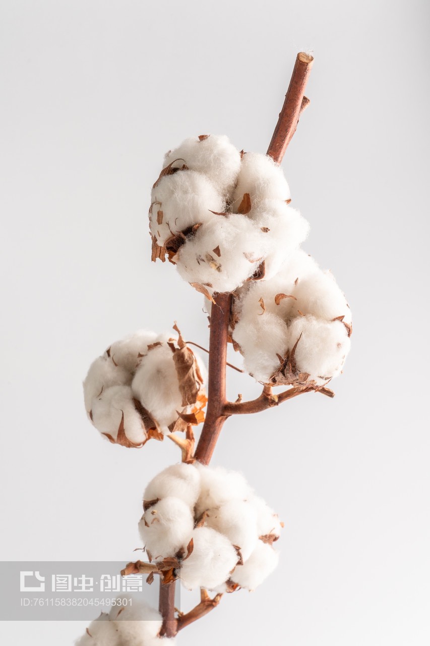 白色的棉花干花与棉制品 自然之美的永恒留存